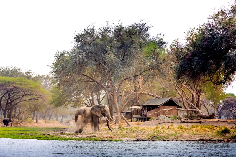 Elephant walking through camp on the riverbank, Lower Zambezi National Park
