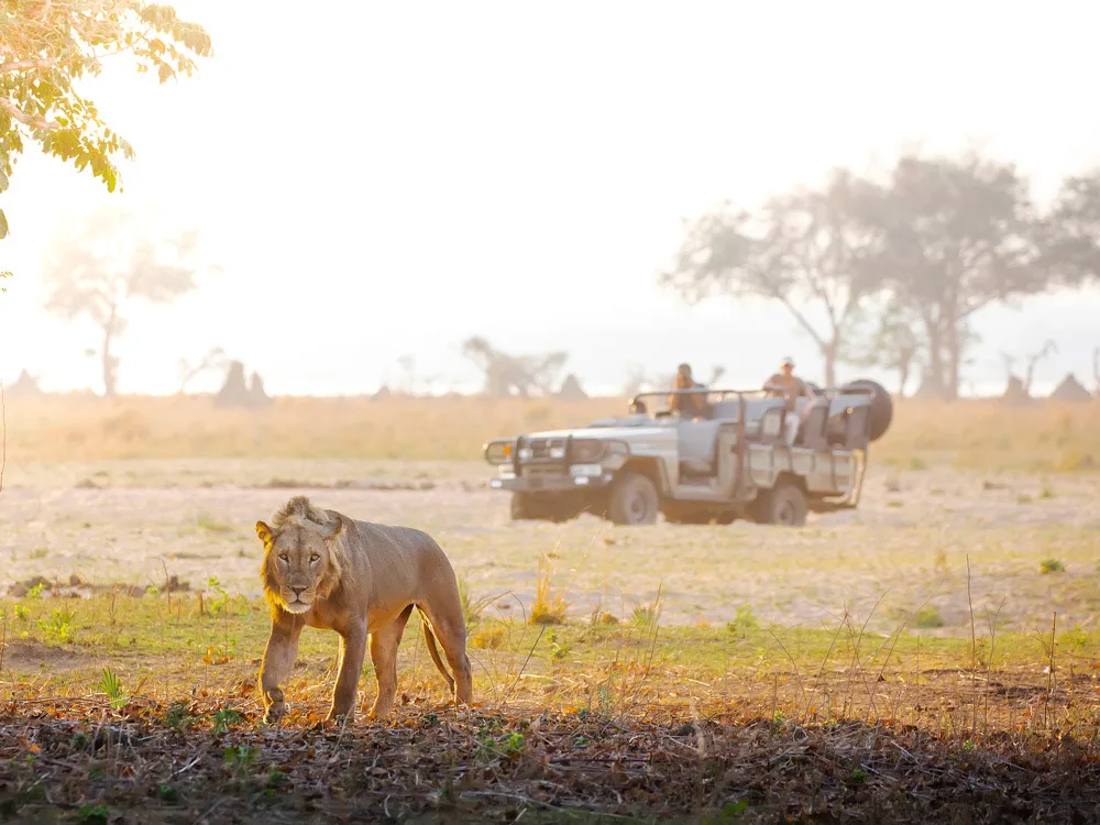Lion on the floodplain, Lower Zambezi National Park, Zambia