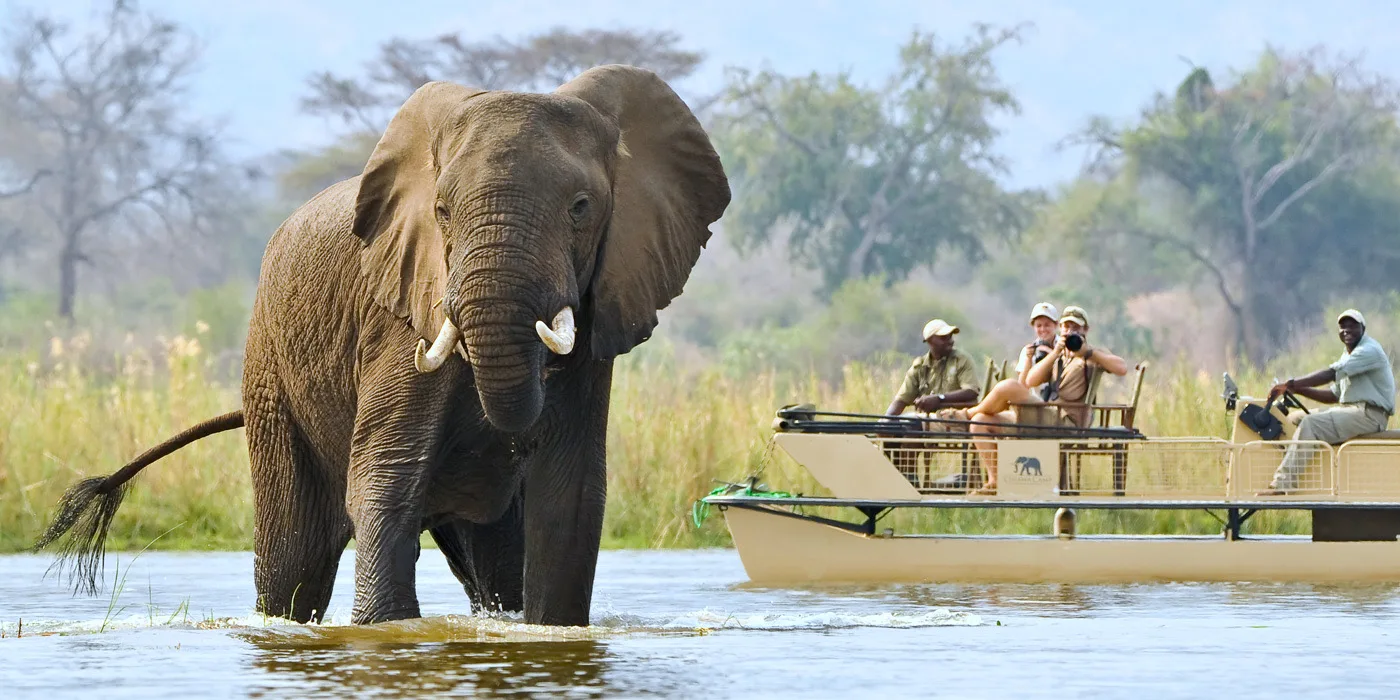 Elephants on the bank of the Zambezi River, Lower Zambezi, Zambia