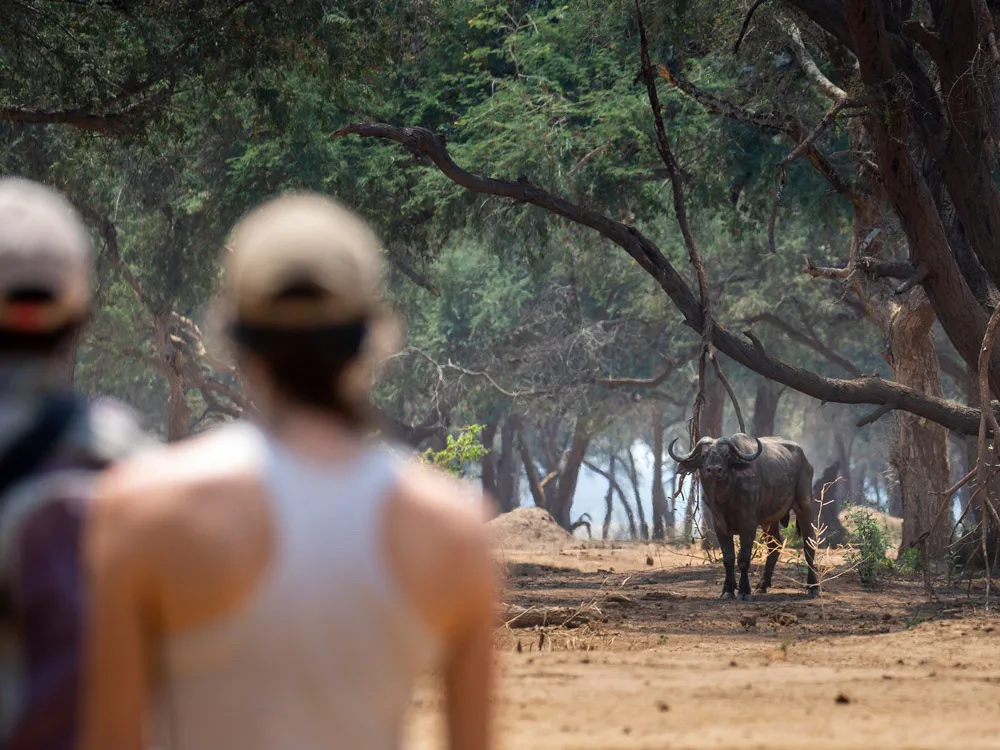 Guided walking safari, Lower Zambezi National Park, Zambia