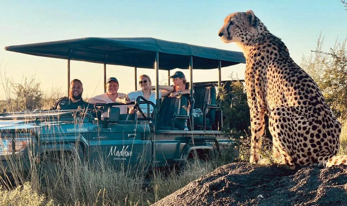 Cheetah beside a game drive vehicle, Madikwe Game Reserve, South Africa