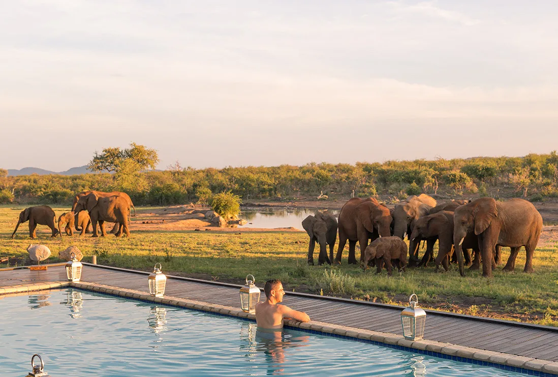Watching elephants at the waterhole from the pool, Jamala Madikwe, Madikwe Game Reserve