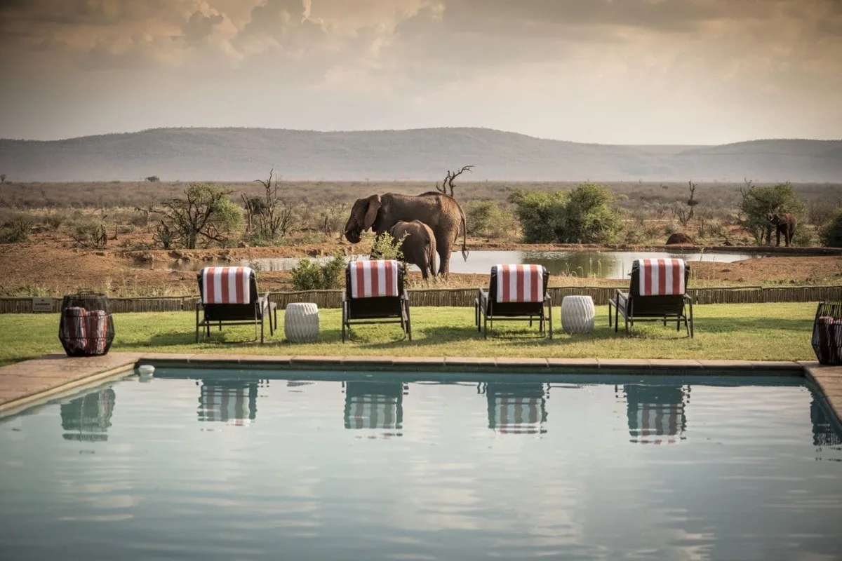 Elephants at the waterhole beyond the Lelapa pool, Madikwe Safari Lodge