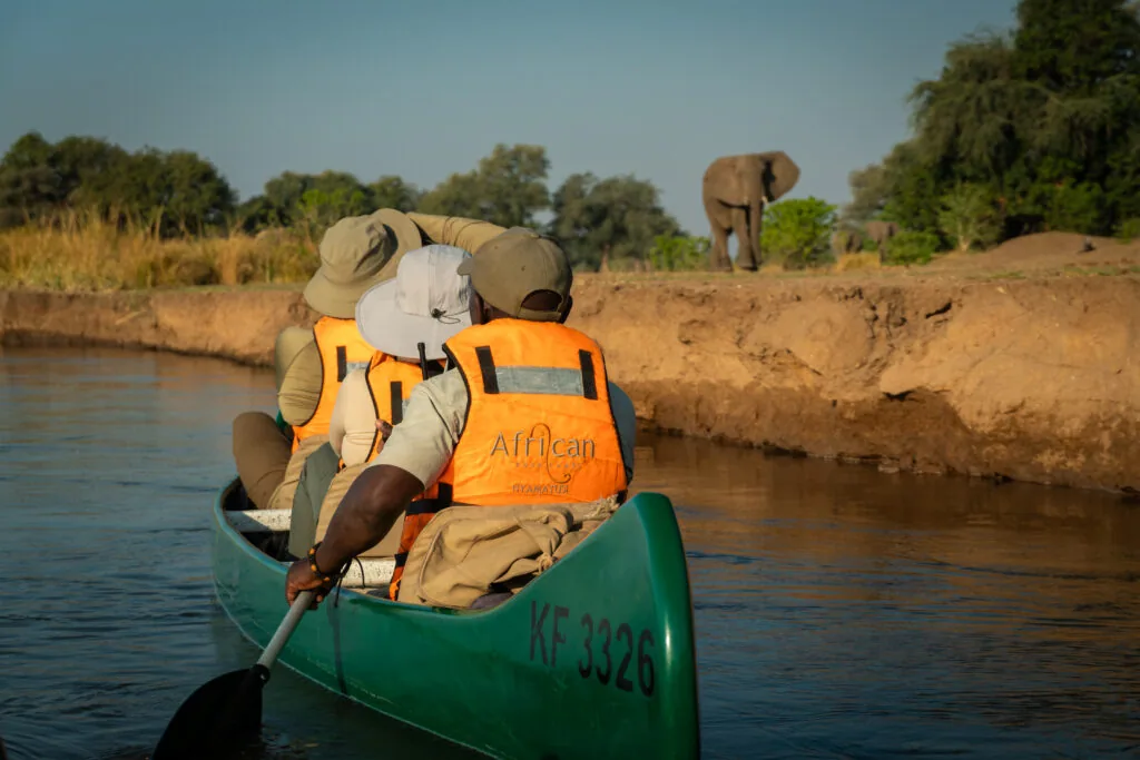 Canoe safari passing an elephant on the Zambezi bank, Mana Pools National Park