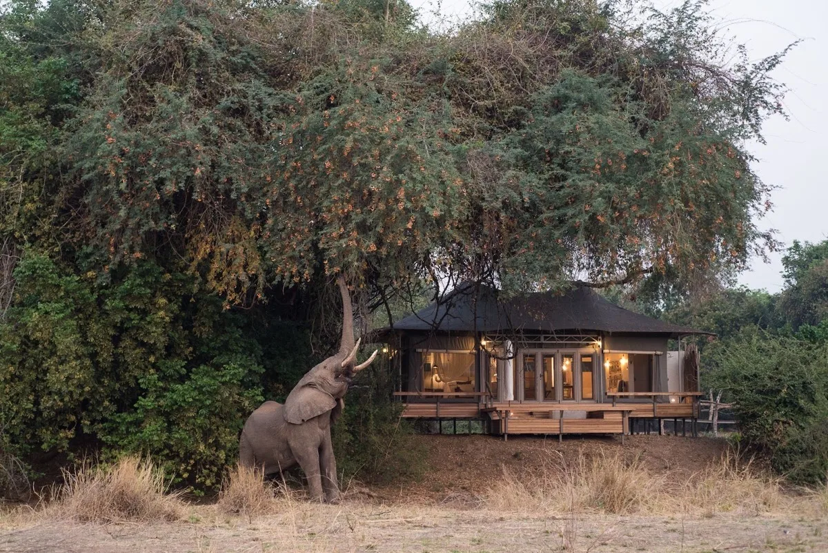 Wilderness Chikwenya camp under the riverine canopy, Mana Pools