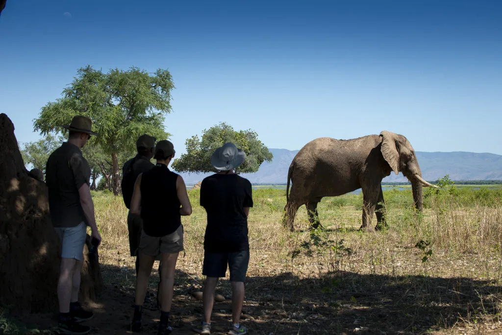 Guests on foot watching an elephant bull, Mana Pools National Park, Zimbabwe