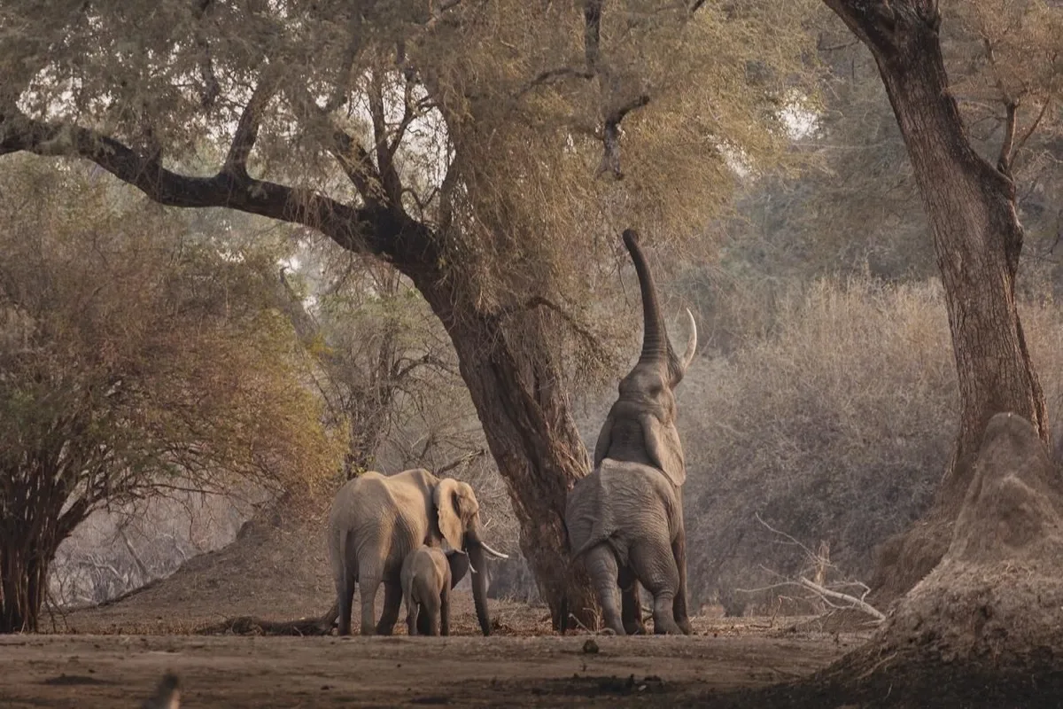 Elephant on the Zambezi floodplain, Mana Pools, Zimbabwe