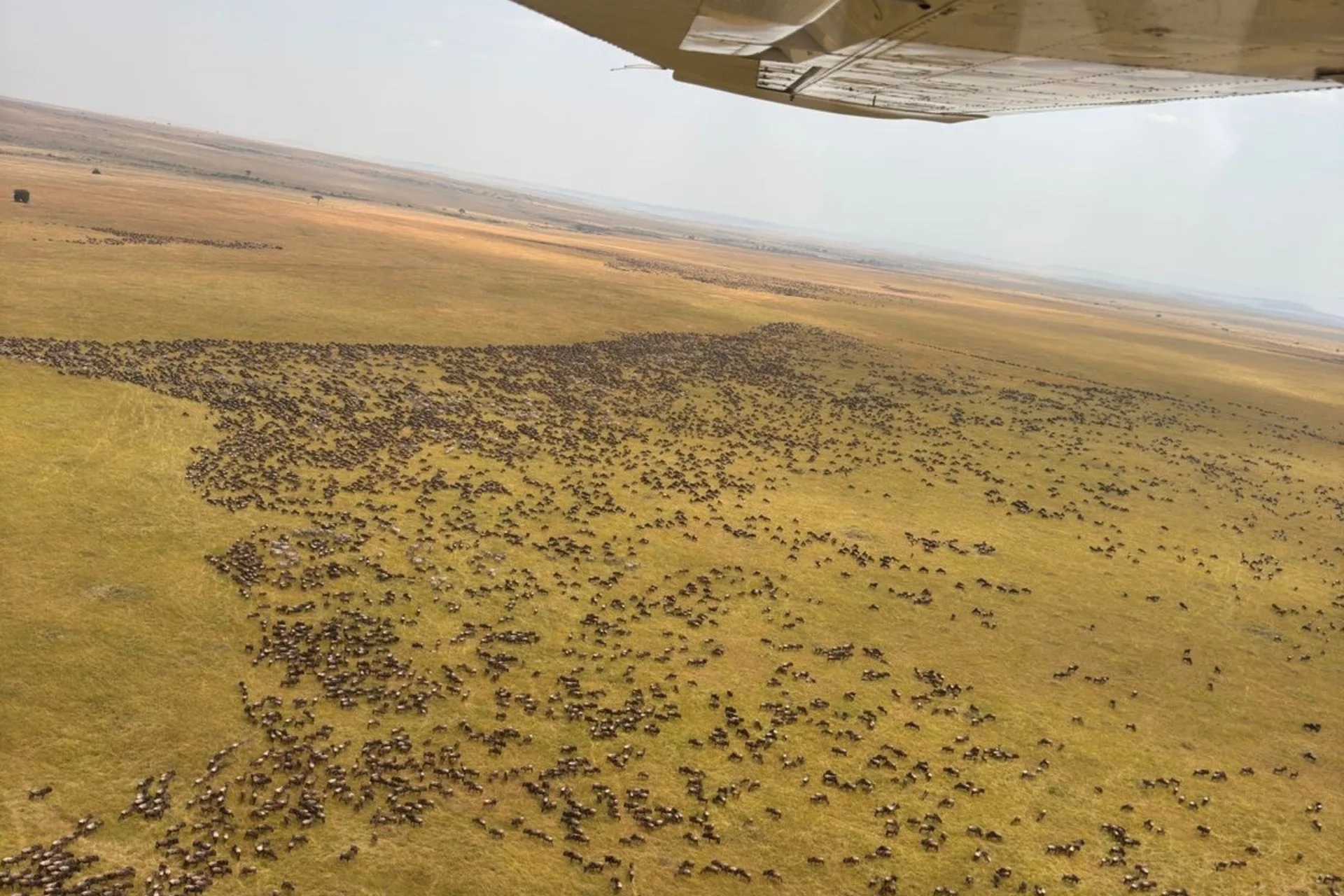 The migration herds from a scenic flight over the Masai Mara, Kenya