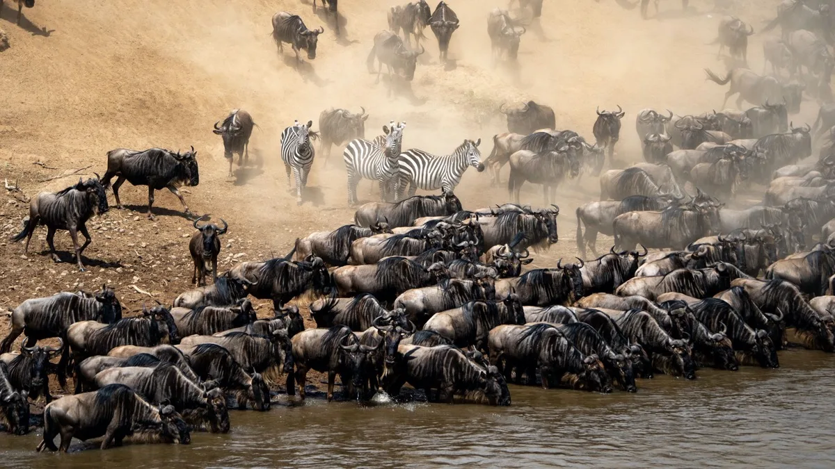 Wildebeest and zebra massing at the Mara River, Masai Mara, Kenya