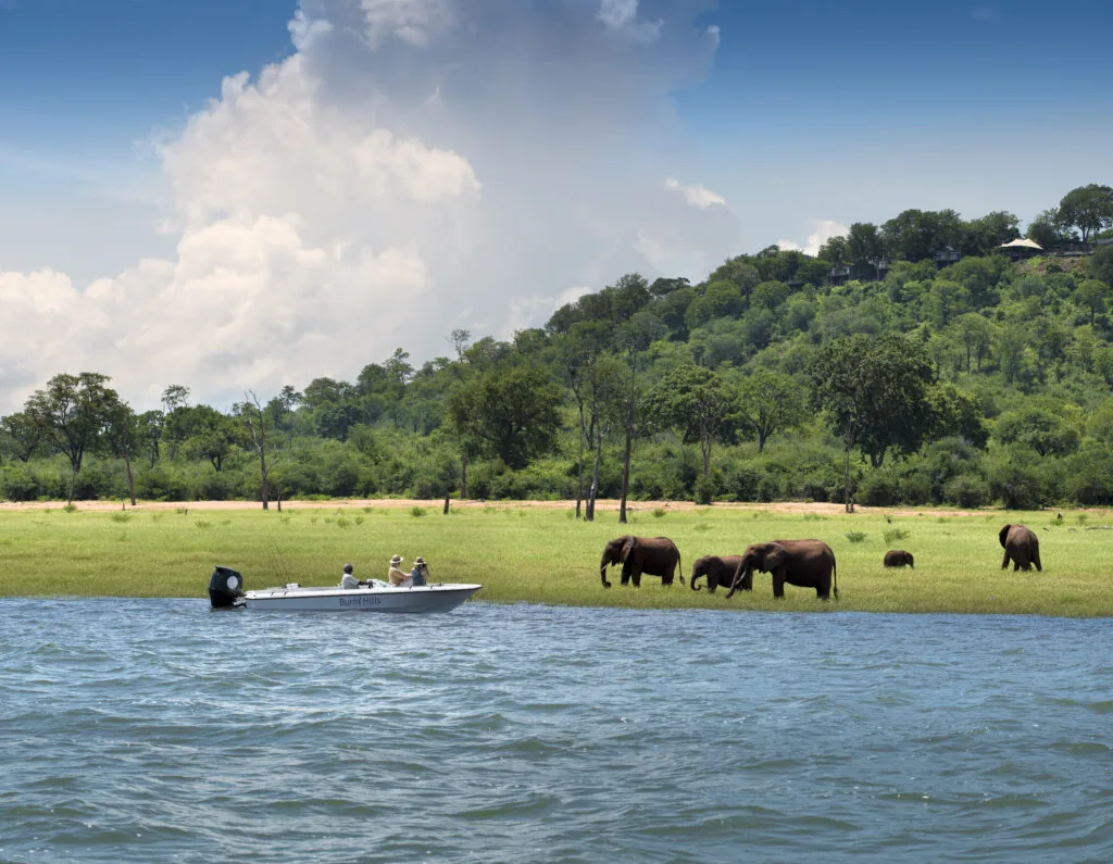 Boat safari passing elephants on the Lake Kariba shoreline, Matusadona