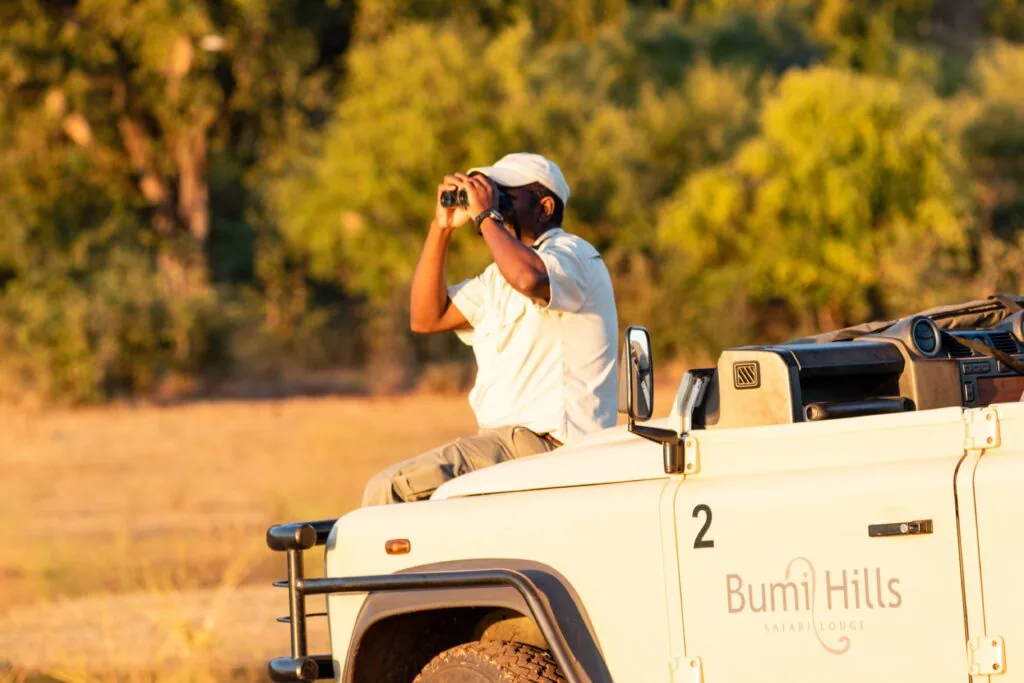 Guide scanning for game from the vehicle, Matusadona National Park, Zimbabwe