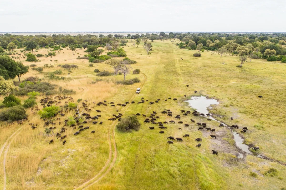 Buffalo herd and game drive vehicle on the floodplain, Moremi Game Reserve