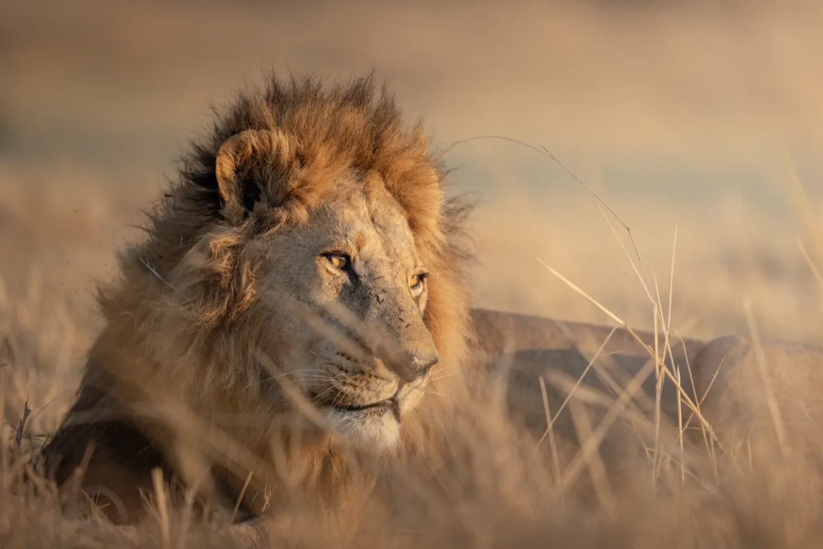 Male lion in golden light, Moremi Game Reserve, Botswana