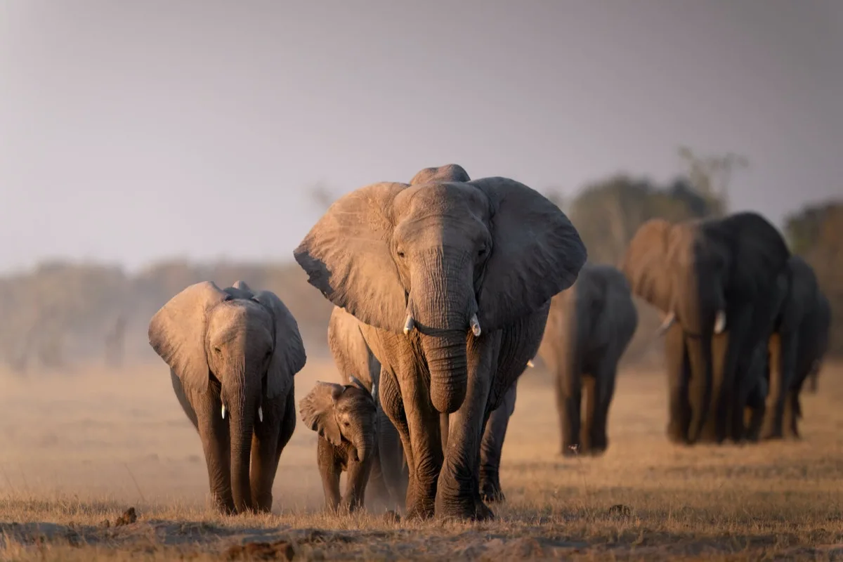 Elephant herd with calf, Moremi Game Reserve, Botswana