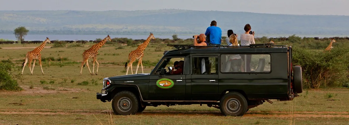 Rothschild's giraffe past a game drive vehicle, Murchison Falls National Park
