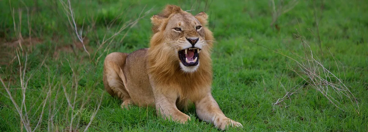 Young lion in the green northern grasslands, Murchison Falls, Uganda