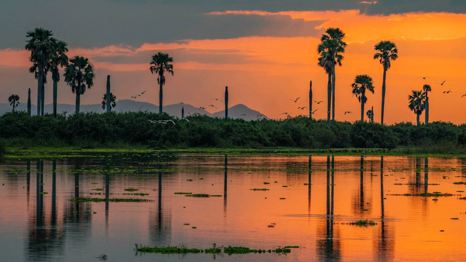 Borassus palms reflected in the lake at sunset, Nyerere National Park