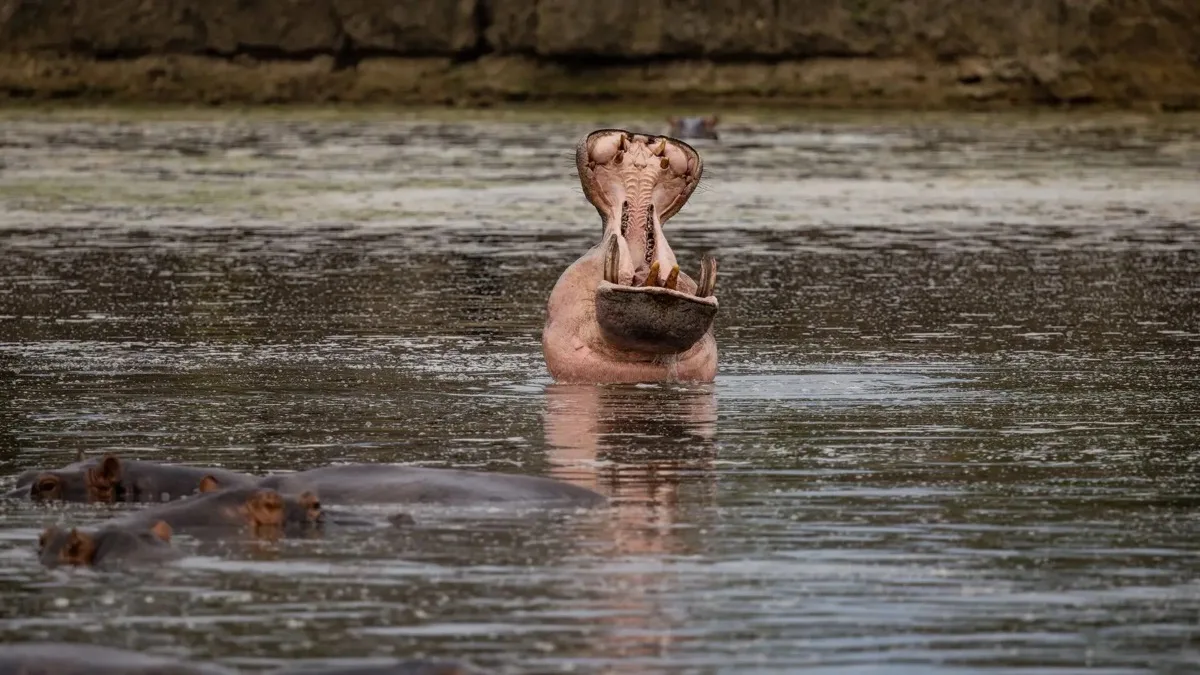 Hippo gaping in a lagoon, Nyerere National Park, Tanzania