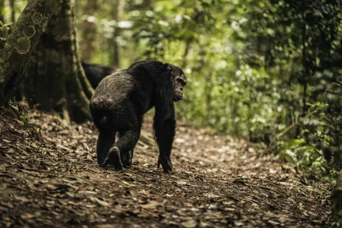 Chimpanzee on a forest trail, Nyungwe National Park, Rwanda