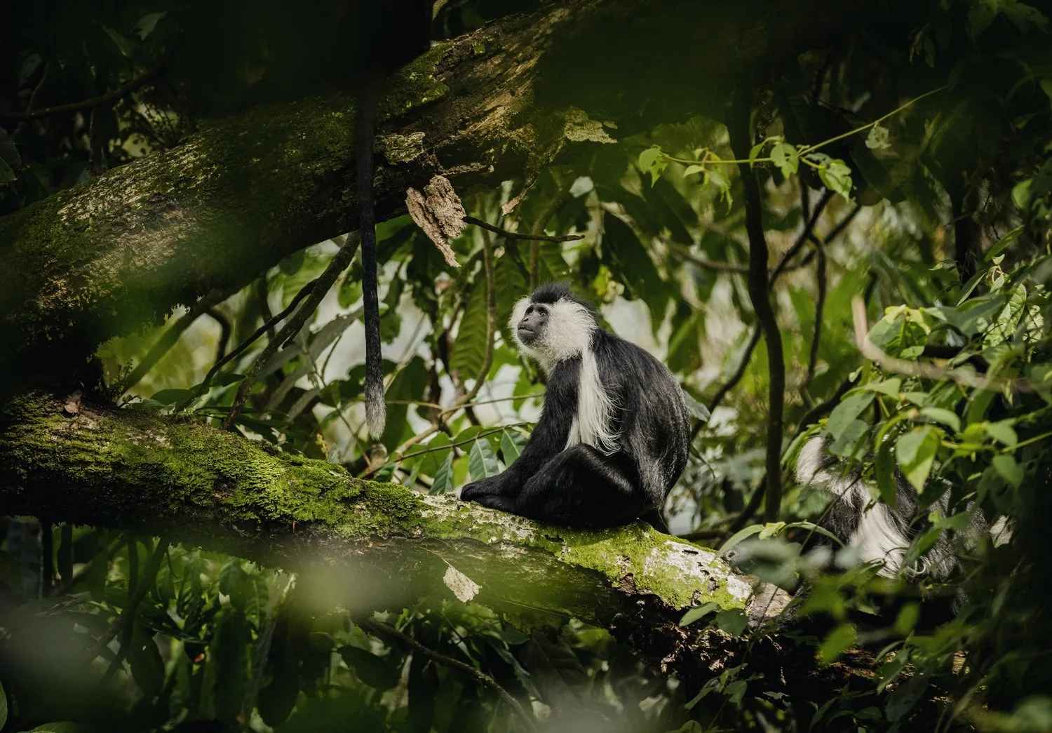 Angolan colobus monkey in the canopy, Nyungwe National Park, Rwanda