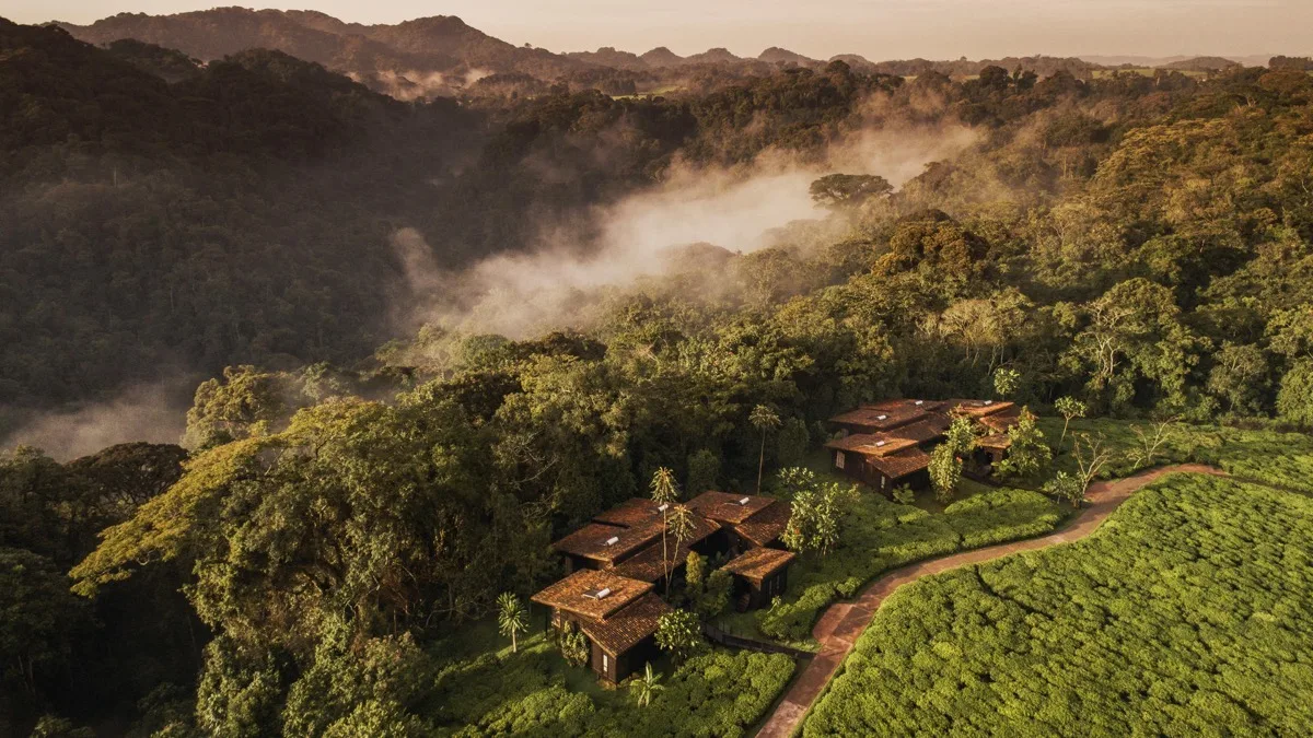 One&Only Nyungwe House between tea fields and rainforest, Rwanda