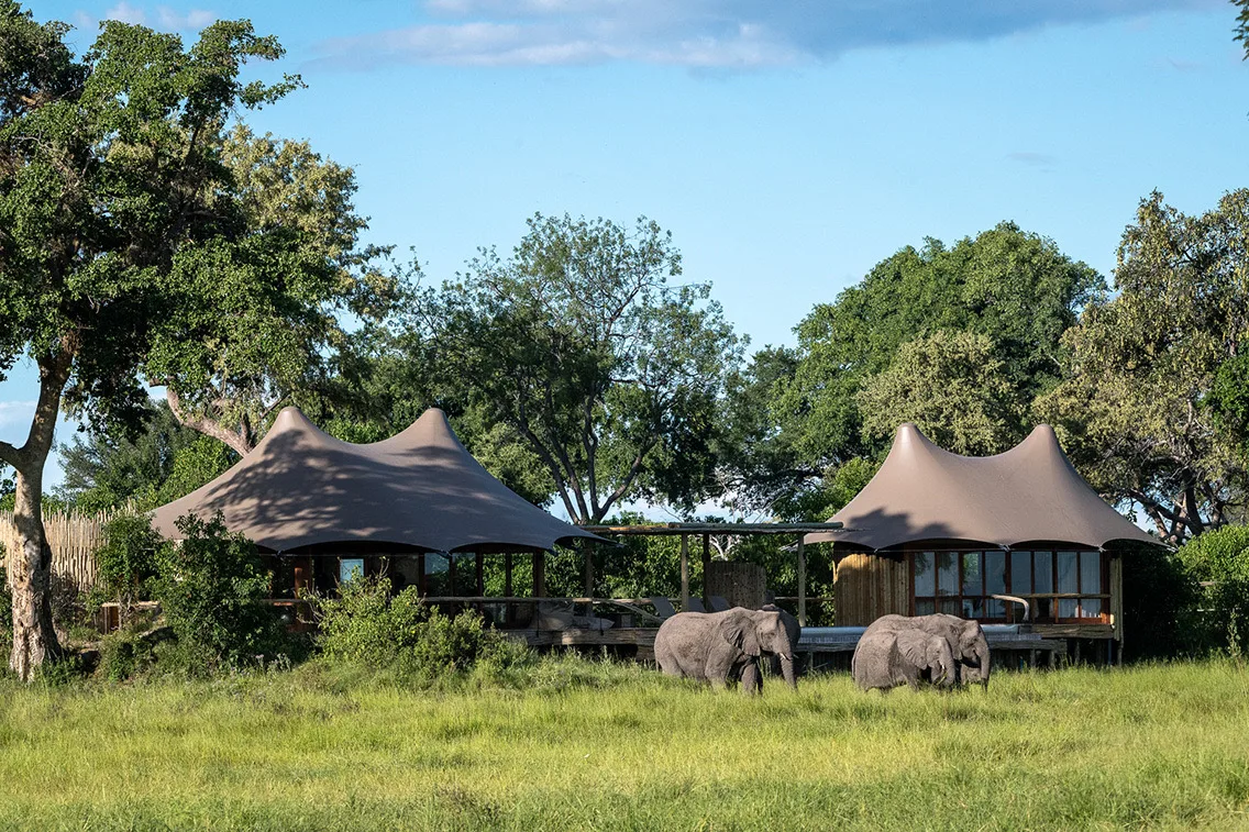 Elephants grazing in front of the tented suites, Mombo Camp, Okavango Delta