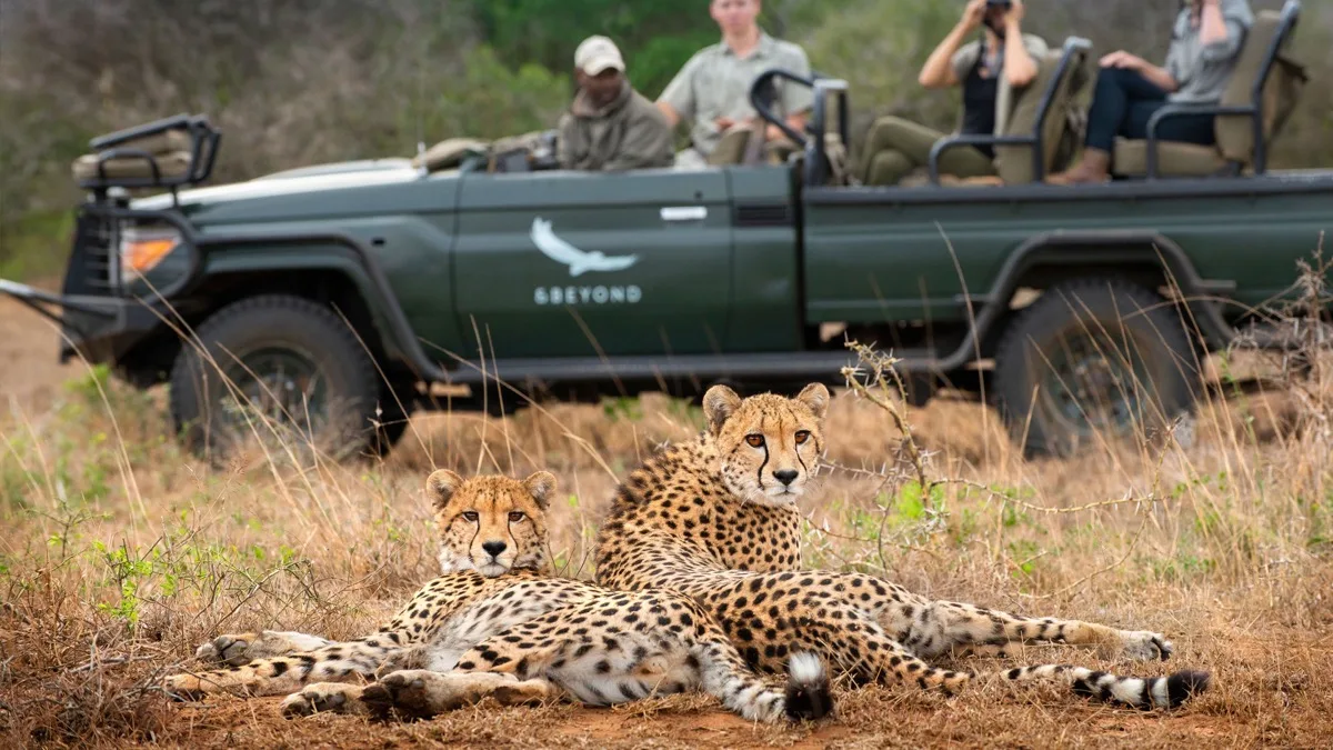 Cheetah pair in front of a game drive vehicle, andBeyond Phinda, KwaZulu-Natal