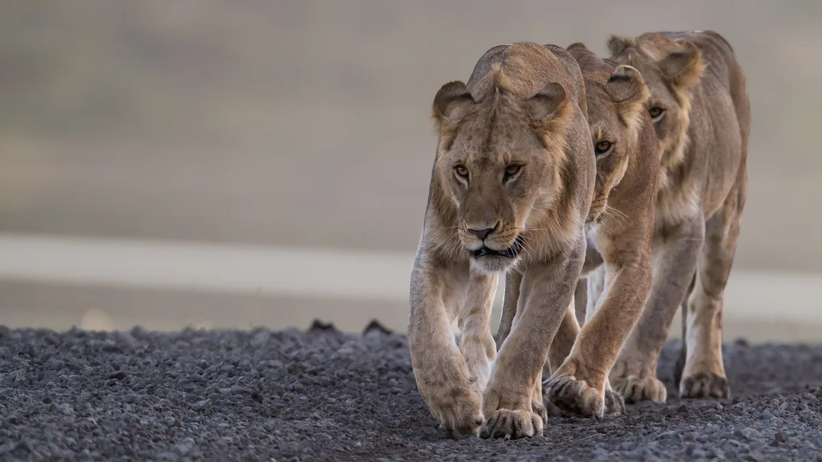Three lionesses walking a track at dawn, andBeyond Phinda, KwaZulu-Natal