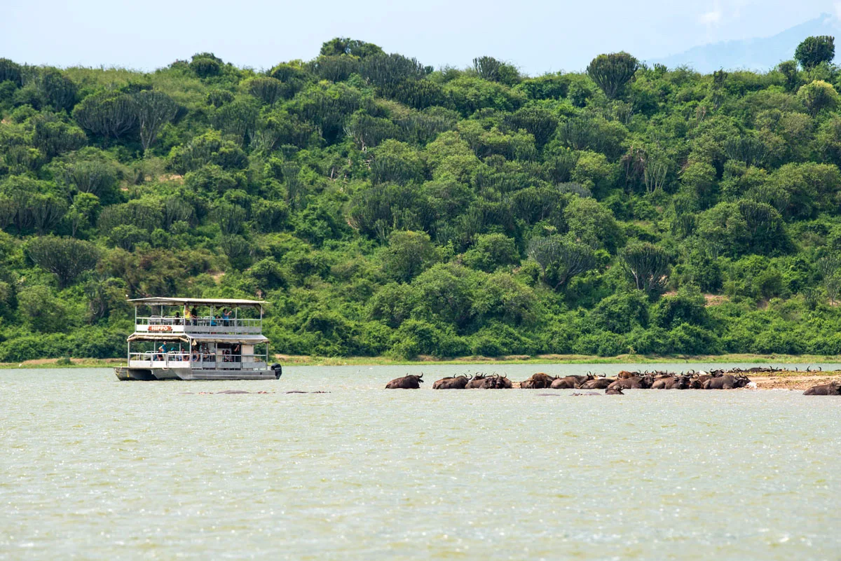 Buffalo and boat cruise on the Kazinga Channel, Queen Elizabeth National Park