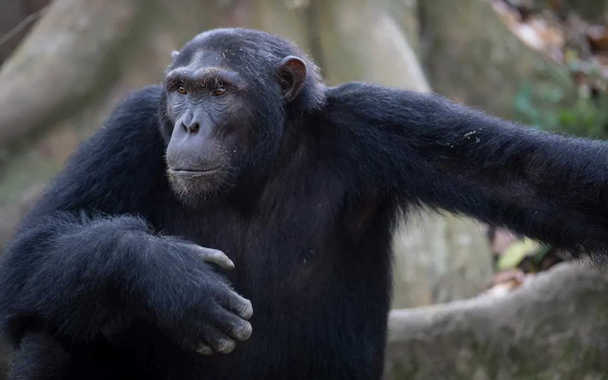 Chimpanzee in the Kyambura Gorge, Queen Elizabeth National Park
