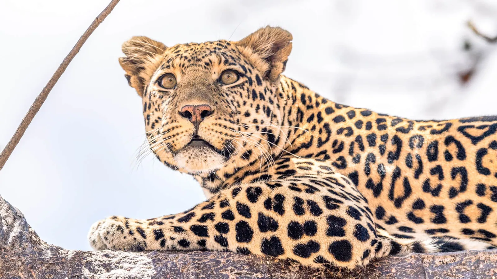 Leopard resting on a branch, Ruaha National Park, Tanzania