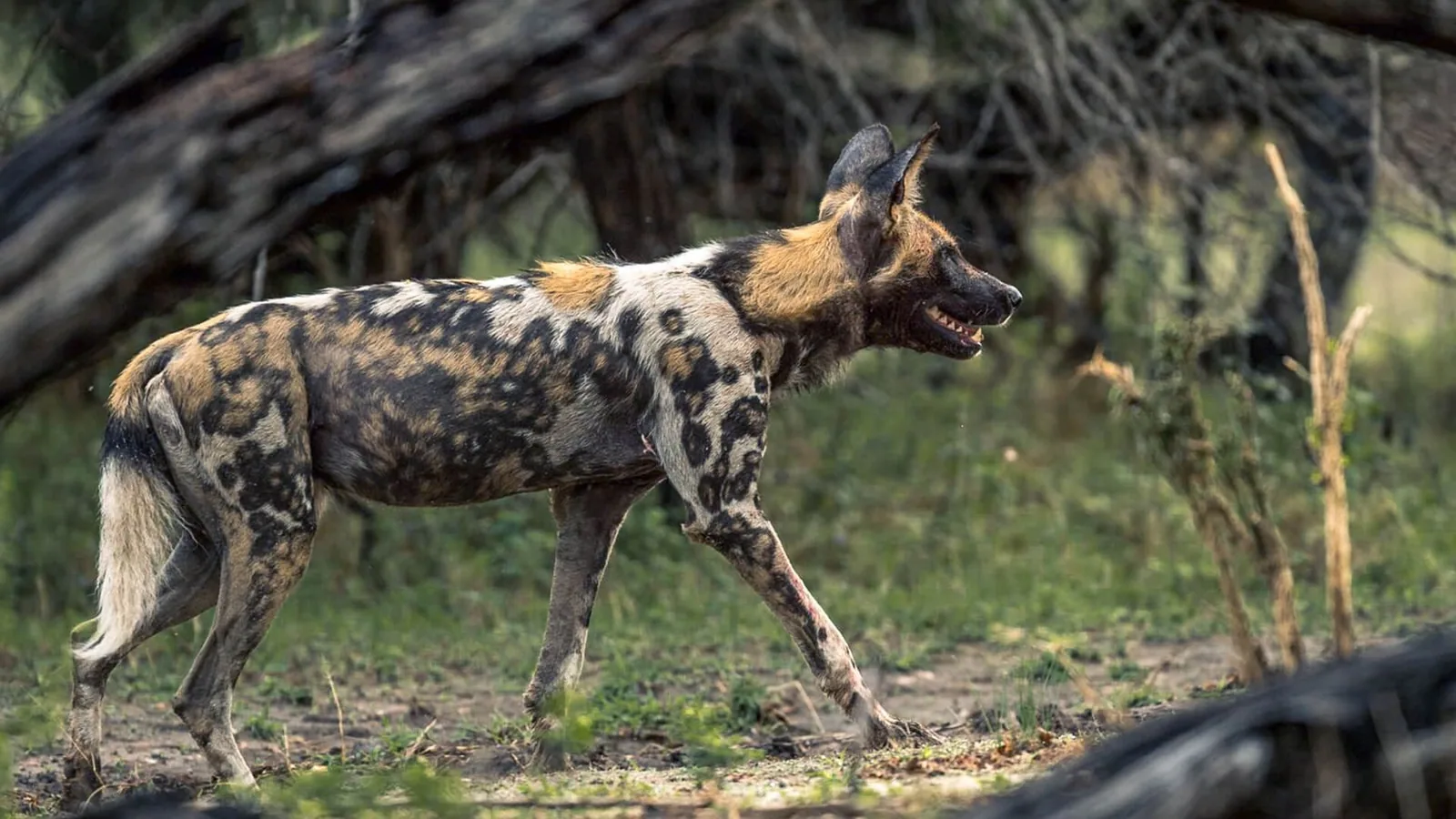 African wild dog on the move, Ruaha National Park, Tanzania