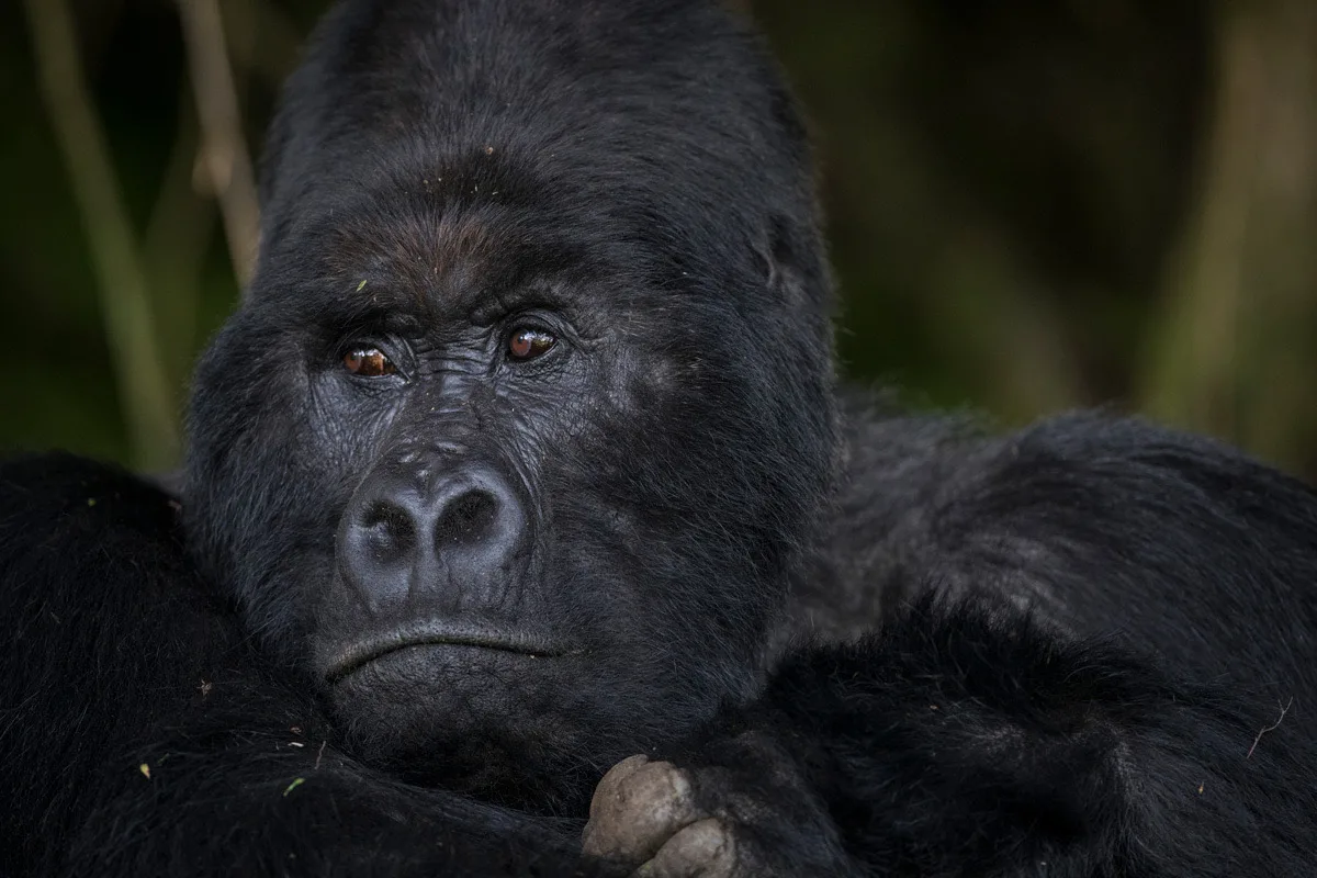 Silverback mountain gorilla, Volcanoes National Park, Rwanda