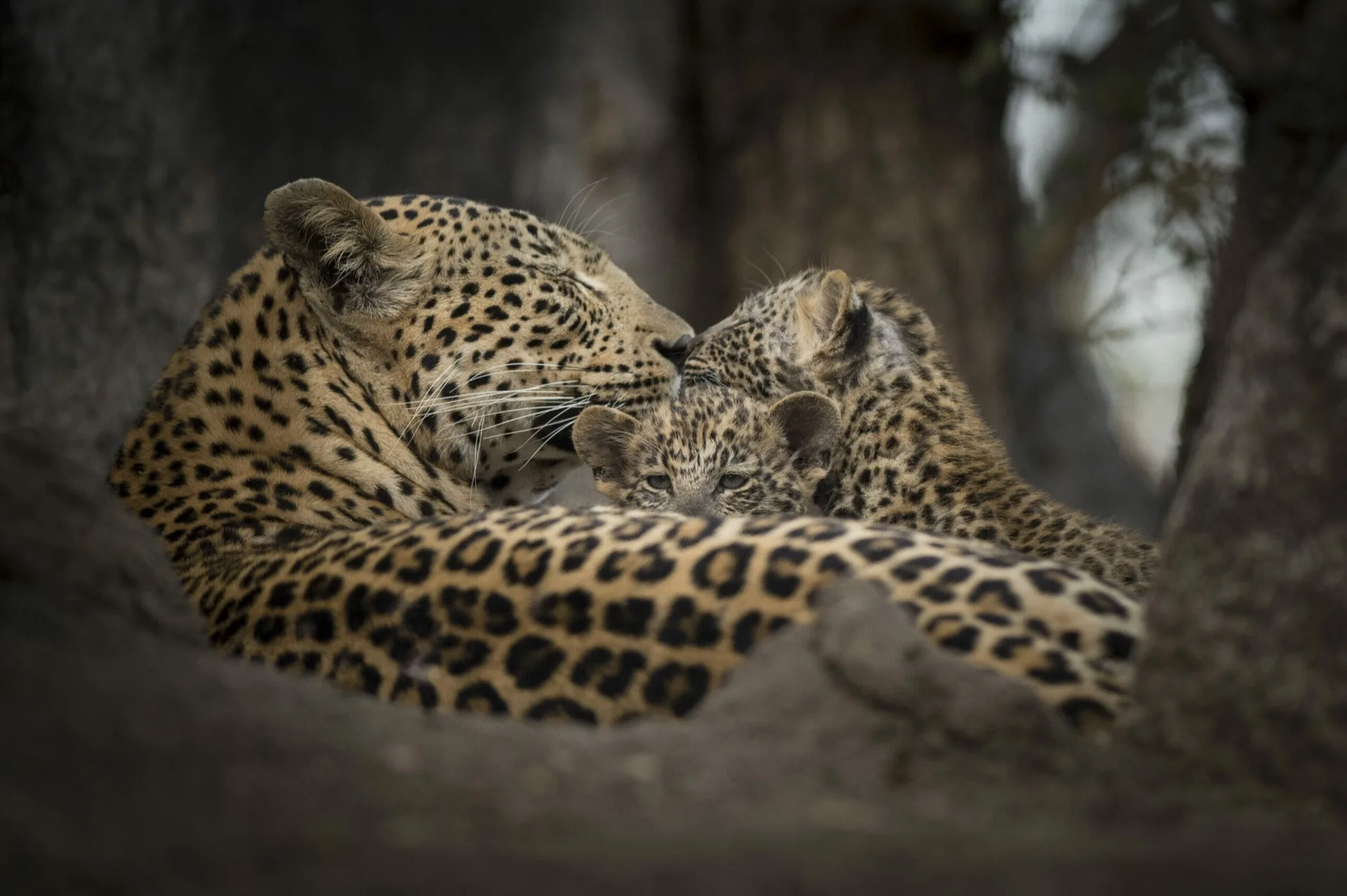 Leopard and cub resting together, Sabi Sands private game reserve