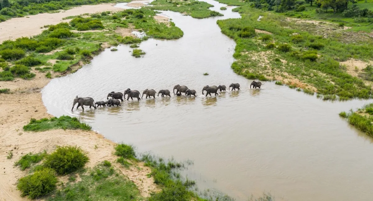 Elephant herd crossing the Sand River, MalaMala Game Reserve, Sabi Sands