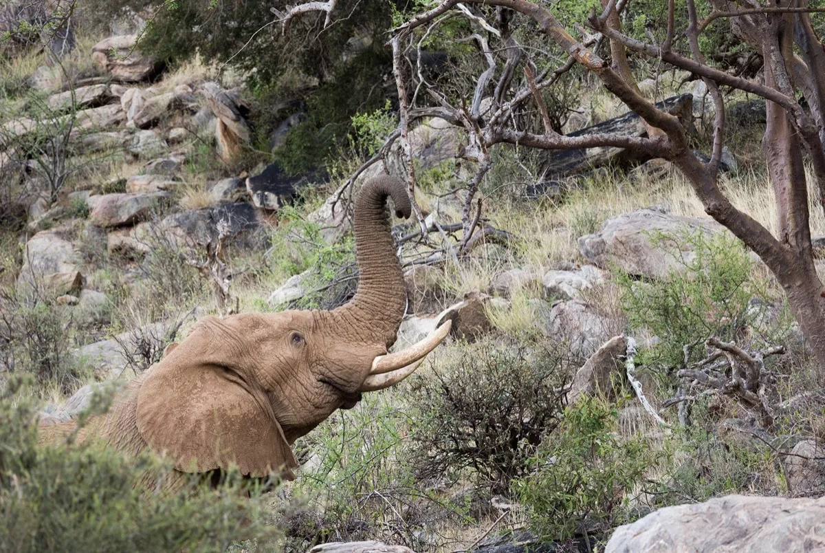 Elephant feeding among the rocks, Samburu, northern Kenya