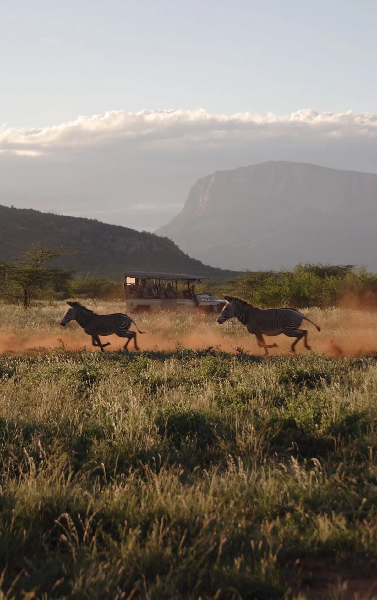 Grevy's zebra running past a game drive, Samburu National Reserve