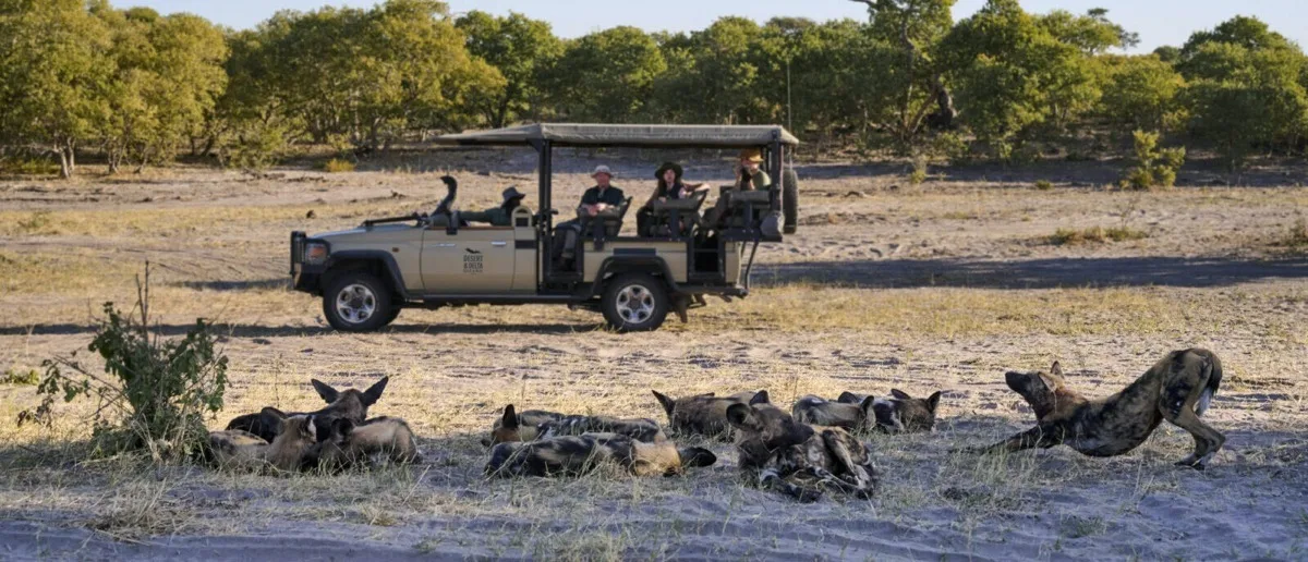 Wild dog pack resting beside a game drive, Savuti, Botswana