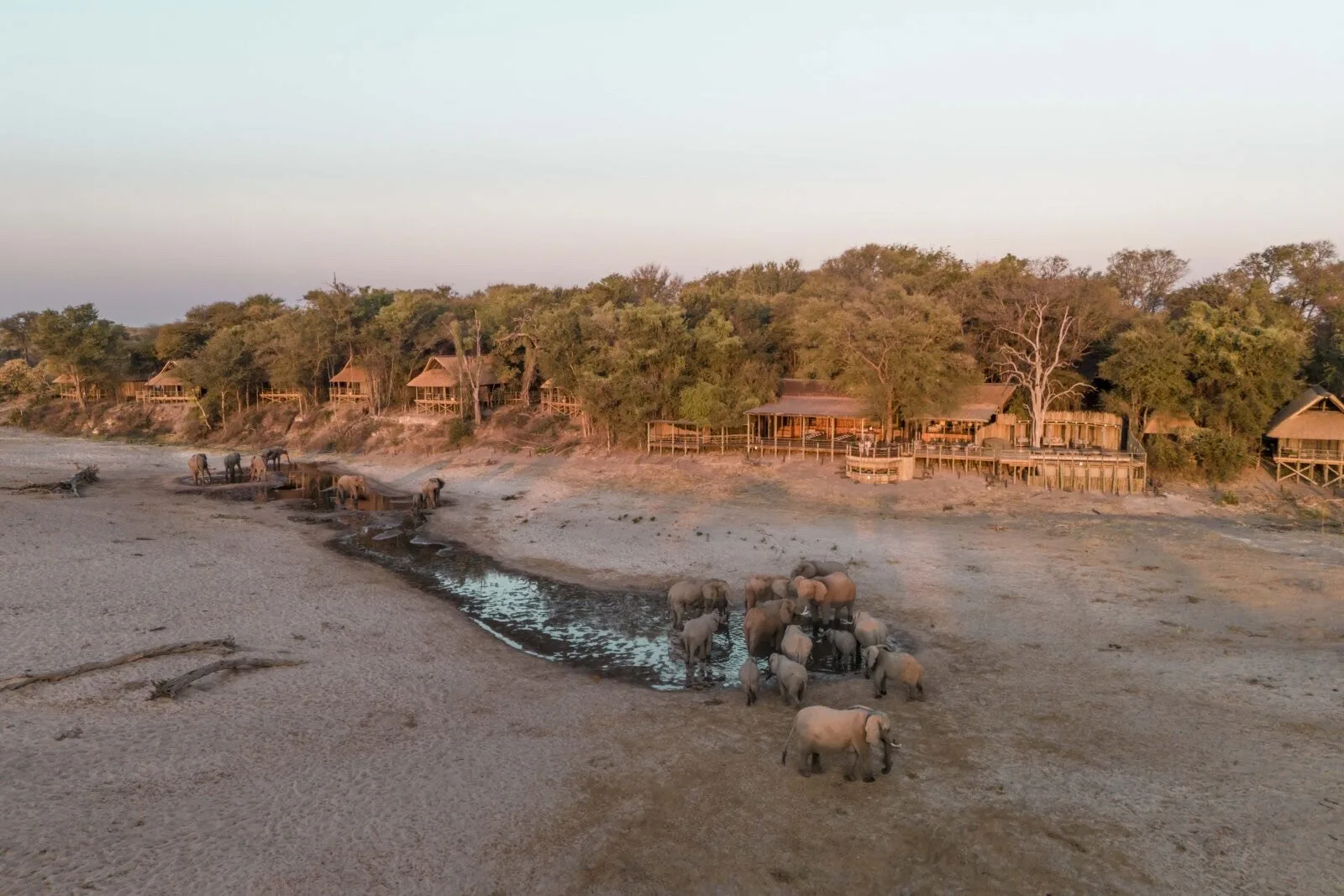 Lioness in golden light, Savuti, Chobe National Park, Botswana