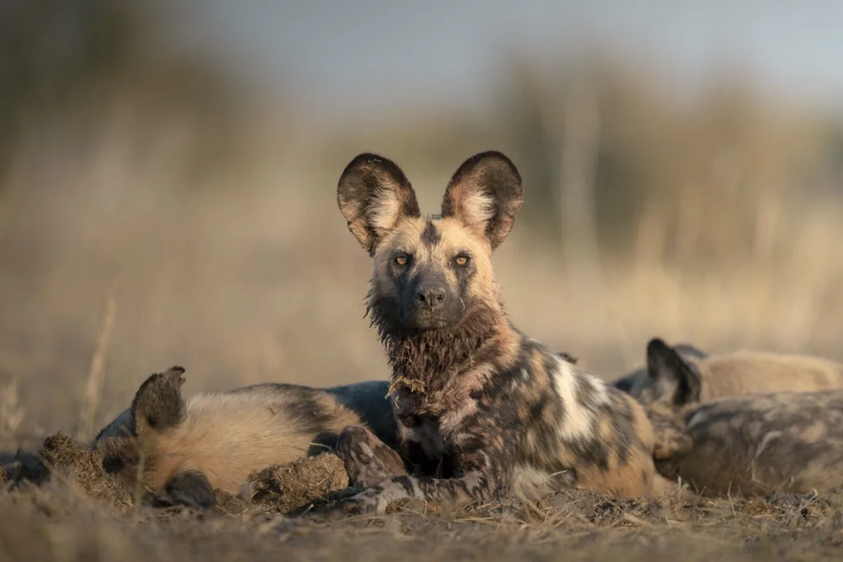 African wild dog at rest, Savuti, Chobe National Park