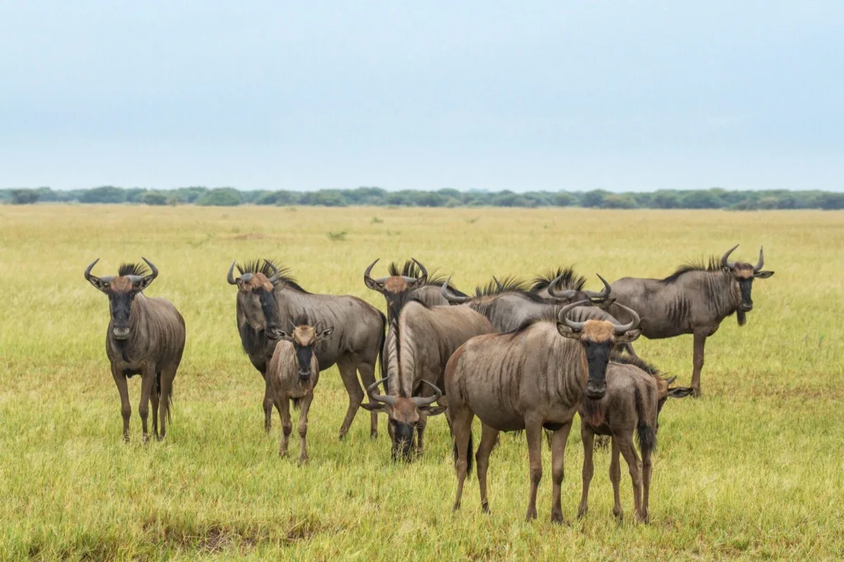 Wildebeest herd on the Savuti Marsh grasslands, Chobe National Park