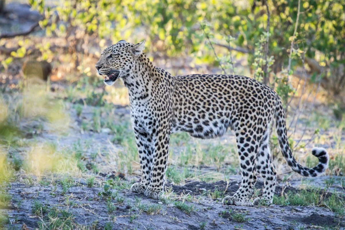 Leopard in the Savuti woodland, Chobe National Park, Botswana