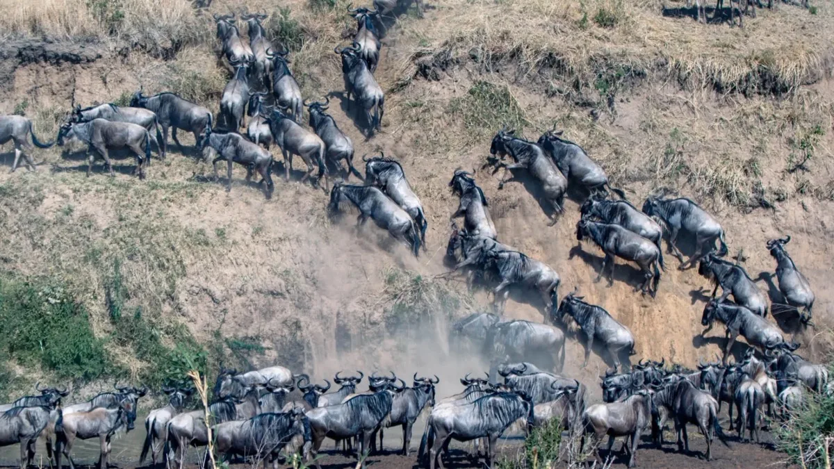 Wildebeest scrambling up the Mara River bank, northern Serengeti, Tanzania