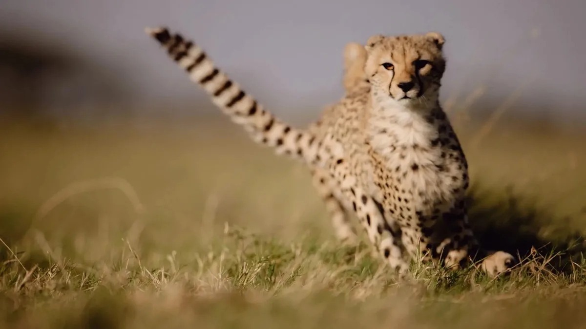 Cheetah on the move in the Namiri Plains, eastern Serengeti