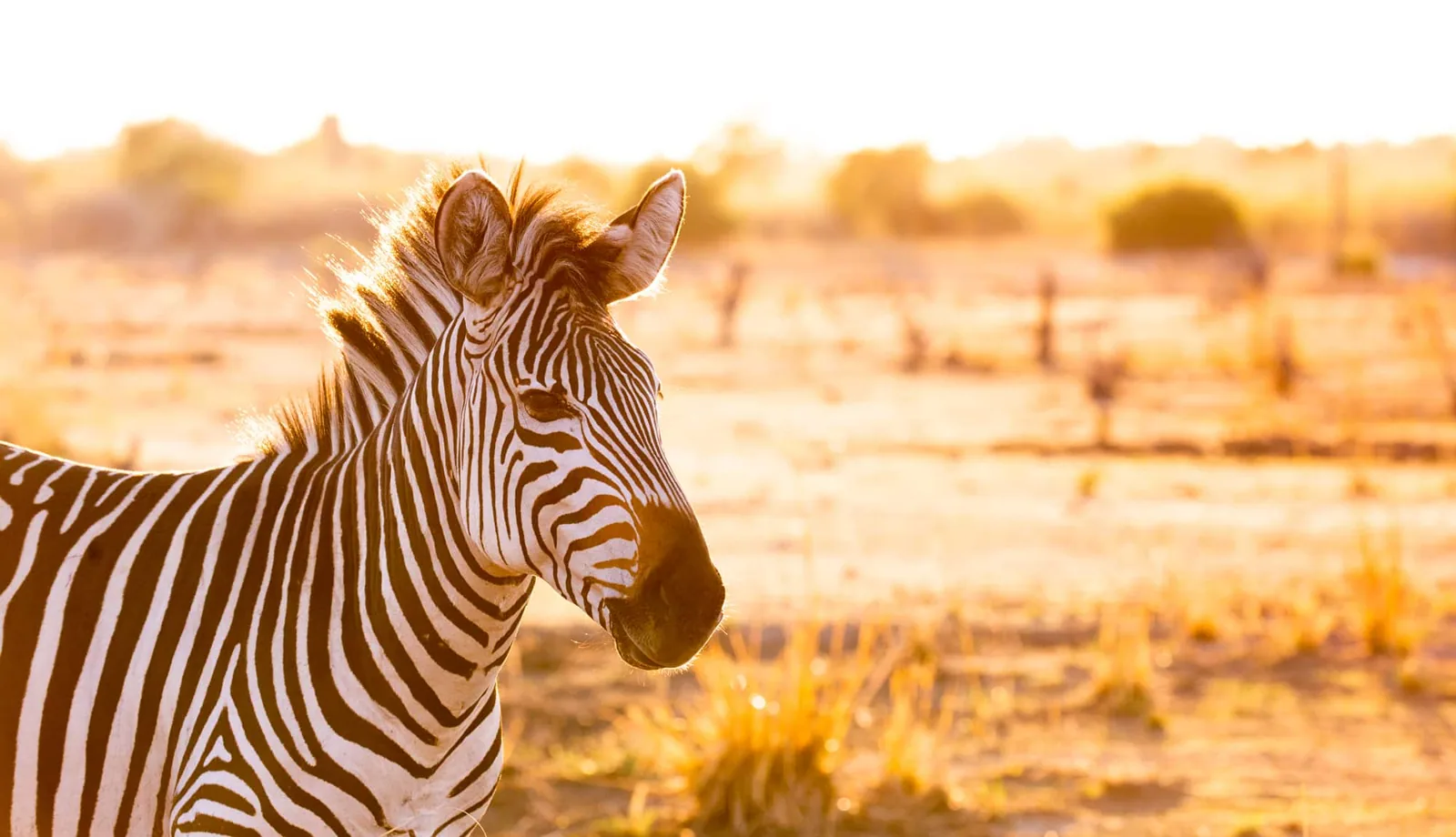 Crawshay's zebra in evening light, South Luangwa National Park, Zambia