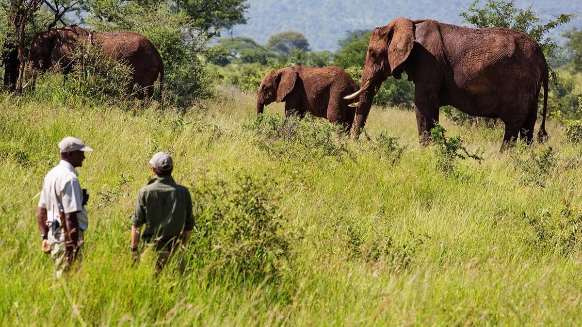 Walking safari past elephants in the Randilen WMA, Tarangire