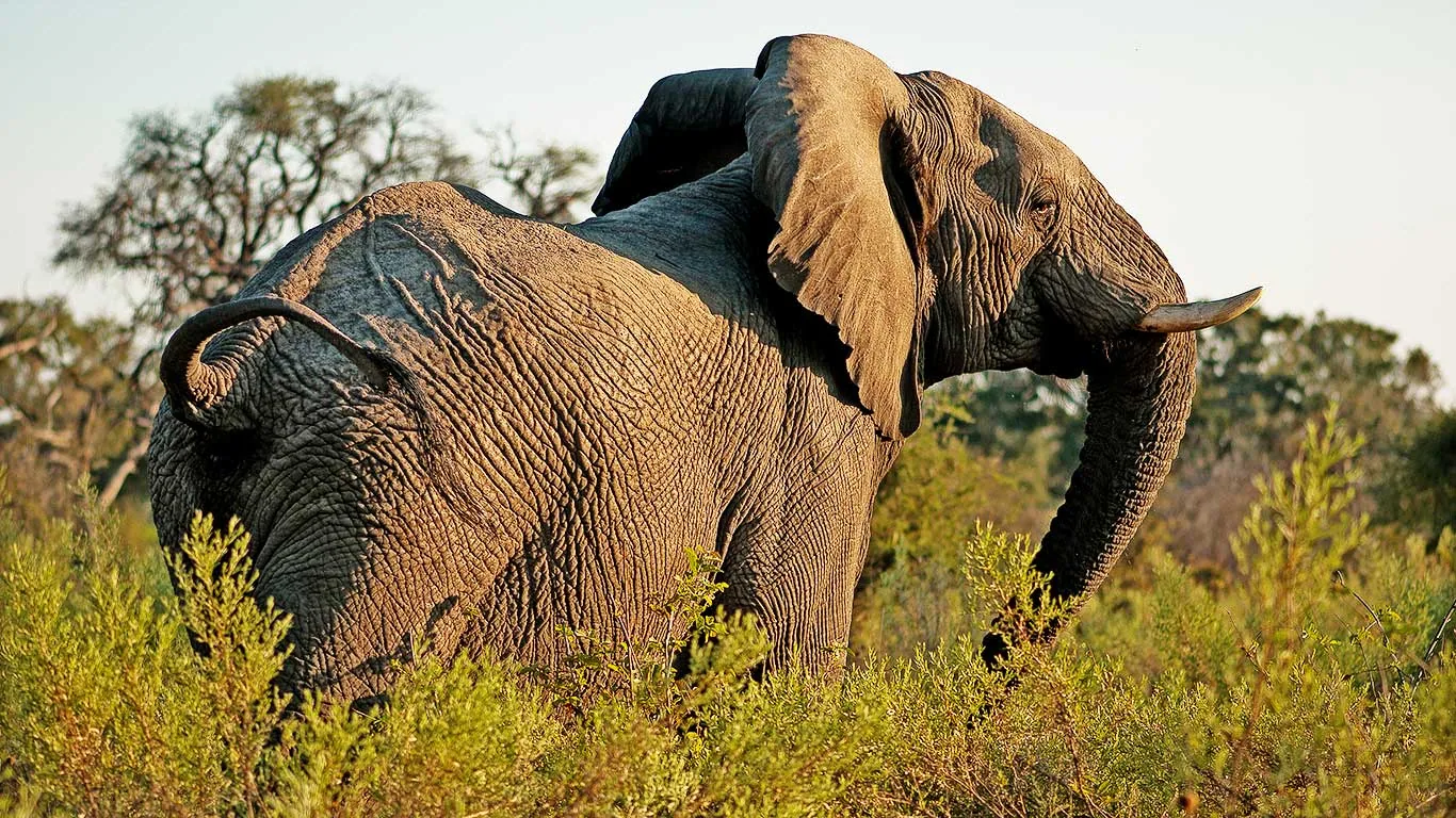 Elephant bull feeding in the bush, Tarangire National Park, Tanzania