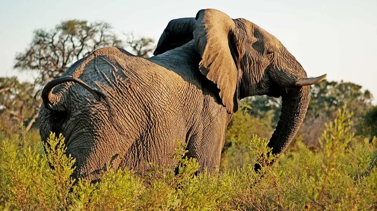 Elephant bull in thick bush, Tarangire, Tanzania