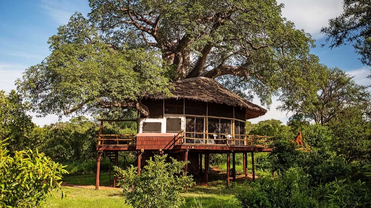 Treehouse suite built around a baobab, Tarangire Treetops, Tanzania