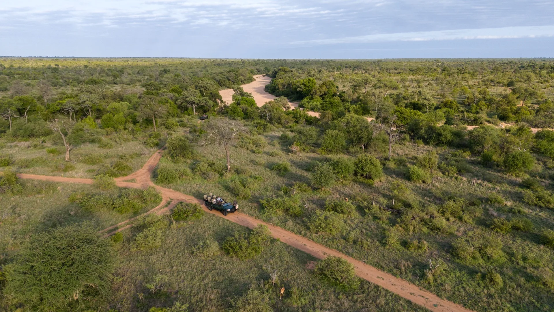 Lion at dawn in the Timbavati, Greater Kruger, South Africa